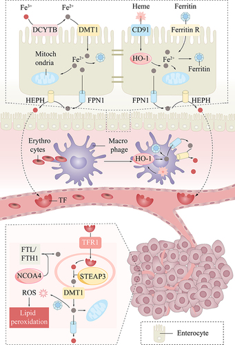 Figure 1 Iron transport and ferroptosis. Iron from different sources is converted to Fe3+ in enterocytes or macrophages and transported by transferrin to target cells. Intracellular iron overload can promote ferroptosis by increasing ROS and lipid peroxidation through the Fenton reaction.