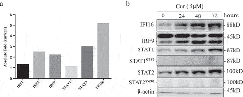 Figure 3. Curcumin up-regulated ISG3 transcription factor complex.