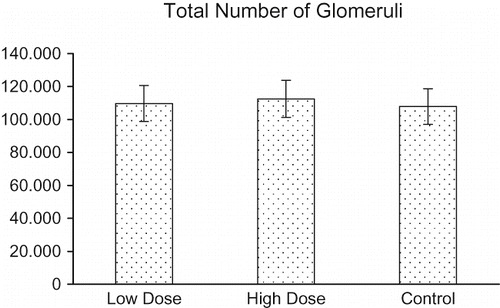 Figure 4. The total number of glomeruli ± SEM in all groups is summarized.