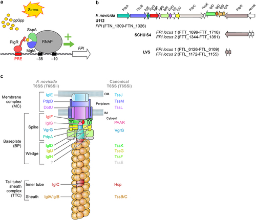 Figure 2. Francisella pathogenicity island, its transcriptomic regulation and its encoded T6SS.