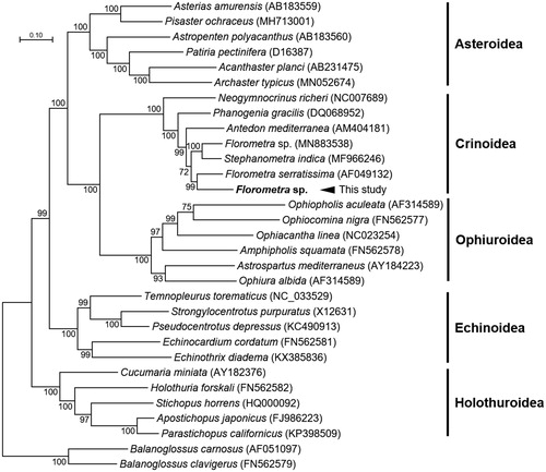 Figure 1. Maximum-likelihood (ML) phylogeny of 29 echinoderms (6 asteroids, 7 crinoids including Florometra sp., 5 echinoids, 5 holothuroids, and 6 ophiuroids) based on the concatenated nucleotide sequences of the entire protein-coding genes (PCGs). Two Balanoglossus mitogenomes were used as an out group. Numbers on the branches indicate ML bootstrap percentages (1000 replicates). DDBJ/EMBL/Genbank accession numbers for published sequences are incorporated. The black arrow indicates the Florometra sp. analyzed in this study.
