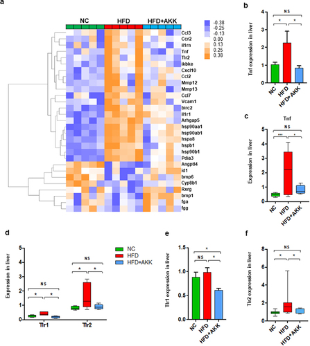 Figure 4. Akkermansia muciniphila treatment decreased the hepatic expression of microbiota-related TLR2 in NASH mice. (a) the hierarchical cluster analysis of hepatic inflammation-related genes measured by RNA sequencing was based on the log2 fold change of the fragments per kilobase of transcript per million (FPKM) values in each sample divided by the group area of the NC. (b) the gene expression of hepatic TNF-α was measured by RNA sequencing. (a and b) n = 5 mice/group. (c) Qrt‒PCR analysis of TNF-α expression in the liver. n = 8 mice/group. (d) the gene expression of hepatic TLR1 and TLR2 was measured by RNA sequencing. n = 5 mice/group. (e and f) the expression of TLR1 and TLR2 in the liver was measured by Qrt‒PCR analysis. n = 8 mice/group. Data are shown as the mean ± SEM. p values were determined using one-way ANOVA. *p < 0.05, ** p < 0.01, *** p < 0.001. Groups: NC, normal chow control; HFD, high-fat diet; HFD + AKK, high-fat diet and oral treatment with Akkermansia muciniphila.
