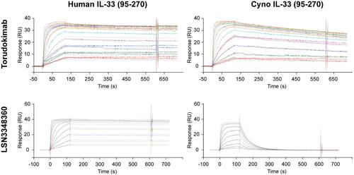 Figure 1 SPR sensorgrams for the binding kinetics of LSN3348360 and torudokimab to human (95–270) and cynomolgus (95–270) monkey IL-33 at 37°C. The engineering of LSN3348360 to produce torudokimab resulted in improved binding to cynomolgus monkey IL-33. Antibodies were captured on the surface of a CM4 chip with immobilized Protein A and different concentrations of IL-33 were injected to assess binding kinetics. Double reference subtracted binding sensorgrams are shown.