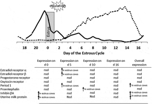 Figure 11. Changes in uterine transcription abundance between cows that had elevated concentrations of estradiol prior to GnRH-induced ovulation (estrus) and animal that did not (non-estrus) in relationship to the steroid profile of a normal estrous cycle. Solid arrows indicate P < 0.05 dashed arrows indicate P < 0.10. (nd = not detected; nsd = no significant difference).