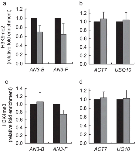 Figure 4. Effect of gain-of-function of KDM1C on H3K9 dimethylation and H3K4 trimethylation of AN3 chromatin. (a) H3K9 methylation of the AN3 chromatin. (b) H3K9 methylation of the reference genes ACT7 and UBQ1. (c) H3K4 methylation of the AN3 chromatin. (d) H3K4 methylation of the reference genes ACT7 and UBQ1. Wild-type plants, black bars; KDM1C-OE-1 plants, gray bars. Locations of indicated regions within the promoter area of AN3 used for qChIP analyses are detailed in Table S1. The corresponding methylation level in the wild-type plants is set to 1.0. Error bars represent s. e. m. of three independent biological replicates, N = 3; p-values <0.05 for statistical significance of differences between the wild-type and KDM1C-OE-1 plants in (a) and (c) whereas differences between all tested plants in (b) and (d) were not statistically significant.