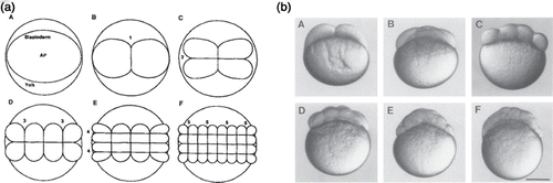 Figure 44. Zebrafish embryogenesis starts with a pair of cells: one animal and one vegetal (yolk) cell. The animal cell divides synchronously without much growth and follows a definite protocol for the first divisions. Left: top view of the first divisions. Right: side view of selected states: A 2-cell state, B 4-cell state, C 8-cell state, until F, where the synchronous division gets disordered and cells start behaving individually. As a consequence, the cell cluster becomes a droplet behaving similar to a fluid. Figures were taken from Kimmel et al. Citation490 with permission from John Wiley & Sons.