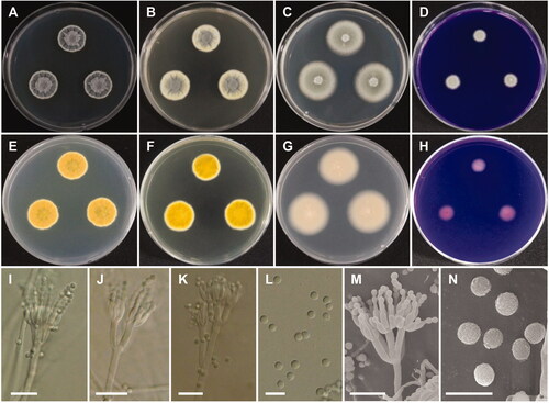 Figure 8. Morphology of Penicillium aquadulcis sp. nov. A, E: Colonies on Czapek yeast autolysate agar (CYA). B, F: Colonies on yeast extract sucrose agar (YES). C, G: Colonies on malt extract agar (MEA). D, H: Colonies on creatine sucrose agar (CREA). (A–D: obverse view, E–H: reverse view), (I–L: LM; M, N: SEM). (I–K, M) Conidiophores. (L, N) Conidia (scale bars: I–K, M = 10 μm, L, N = 5 μm).