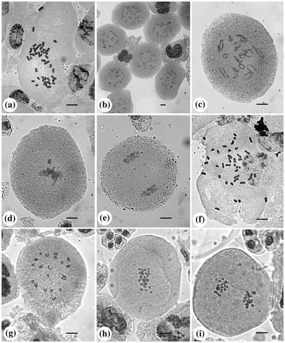 Figure 1. B. lawii: (a) mitotic metaphase (2n = 40); (b, c) PMCs at diplotene (n = 20); (d) PMC at metaphase-I showing precocious separation; (e) PMC at telophase-I. Barleria sepalosa: (f) mitotic metaphase (2n = 40); (g) PMC at diakinesis (n = 20); (h) PMC at metaphase-I; (i) PMC at anaphase-I. Scale bar = 10 μm.