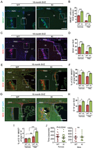 Figure 6. Increased autophagy promotes cell cycle reentry from quiescent NSCs during aging in Becn1 KI mice. (A, C, E, and G) Immunofluorescence for MKI67 (A), DCX (C), DCX and MKI67 (E), GFAP and NES (G), and DAPI in SVZ of 22-months-old Becn1 KI and WT mice 14 d after vehicle or TMZ treatment. The boxed area is shown in detail as inset. (B, D, F, H, and I) Mean ± SE of the number of MKI67+ cells (B), number of DCX+ cells (D), percentage of MKI67+ DCX+ cells of total MKI67+ cells (F), number of GFAP+ NES+ cells (H), and percentage of GFAP+ NES+ MKI67+cells of total GFAP+ NES+ cells (I) in SVZ of 22-months-old Becn1 KI and WT mice 14 d after vehicle or TMZ treatment. n = 4–5 WT mice and KI mice. Arrows indicate GFAP+ NES+ cells in inset. (J) Female Becn1 KI mice (24 mice), but not male Becn1 KI mice (14 mice), at 18–22 months of age performed better than corresponding WT mice in a buried food test (24 female WT mice and 14 male WT mice). CC; corpus callosum; LV: lateral ventricle; RMS: rostral migratory stream; St: striatum; SVZ: subventricular zone. Bar: 100 μm. *: p < 0.05, **: p < 0.01, ***: p < 0.001. Student’s t test and Wilcoxon matched-pairs signed rank test were used for statistical analysis.