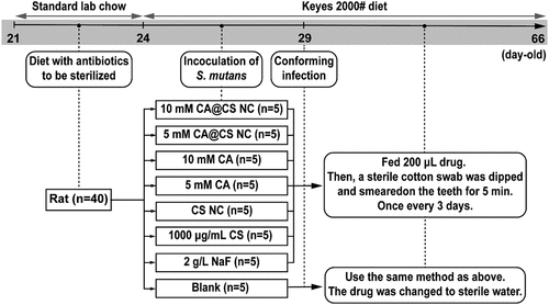 Scheme 2. The scheme design of this study. To evaluate the anti-caries effects of nanomaterials and related drugs in a modified caries rat model.