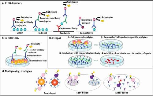 Figure 1. (a) – represents different ELISA formats and configurations. The resulting immune-complex is detected through an enzymatic reaction to produce a color, chemiluminescent, or fluorescent signal. (b) – represents ‘in cell ELISA’ for detection of intracellular analytes. (c) – represents ELISpot for detection of analytes secreted by cells. (d) – represents different strategies for immunoassay multiplexing. The bead-based approach relies on analyte-specific color-coding of fluorescent capture beads, while the label-based approach relies on the use of analyte-specific labels attached to the detection antibodies. The spot-based approach relies on physically separated analyte-specific spots.