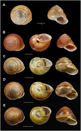 Figure 31. Shell variation in Figuladra pallida (Hedley & Musson, Citation1892). A, AMS C.170704, Helix rockhamptonensis pallida Hedley & Musson, Citation1892, Rockhampton ( =  Byfield, MEQ), holotype; B, QMMO69927, Byfield, MEQ; C, QMMO36665, Shoalwater Bay Army Training Base, MEQ; D, QMMO71220, Polka Ck, Byfield, MEQ; E, QMMO79052, Jungle Track, Byfield, MEQ. Scale bars = 10 mm or as indicated. Image A: Australian Museum.