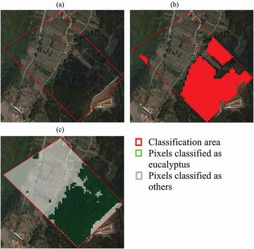 Figure 8. Validation of scenario 2 using the FIMICA multiplicative operator. Area near the village of Alcobertas, belonging to the municipality of Rio Maior (39.408168, −8.917378). (a) Original raw image with validation area; (b) SOC classification; (c) classification using the FIMICA multiplicative operator. The green area shows the pixels identified as eucalyptus, while the white area shows the pixels identified as ‘others’ (source: QGIS 3.4.5, 2019)