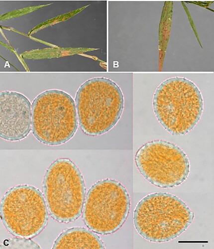 Figure 21. Puccinia oplismeni-hirtelli on Oplismenus hirtellus subsp. hirtellus: A, B Uredinia. C, Urediniospores. Scale bar = 20 μm.