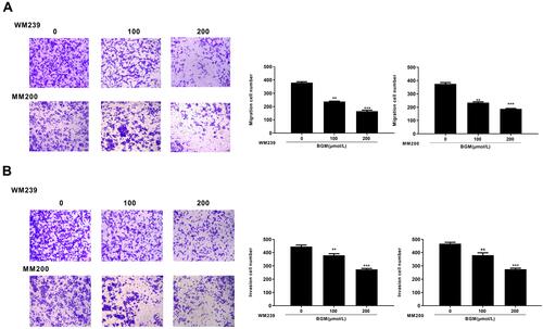 Figure 2 BGM suppresses melanoma cell migration and invasion. (A and B) The WM239 and MM200 cells were treated with BGM at the indicated dose. (A) The cell migration was examined by transwell assays in the cells. (B) The cell invasion was examined by transwell assays in the cells. Data are presented as mean ± SEM. Statistic significant differences were indicated: **P < 0.01, ***P < 0.001.