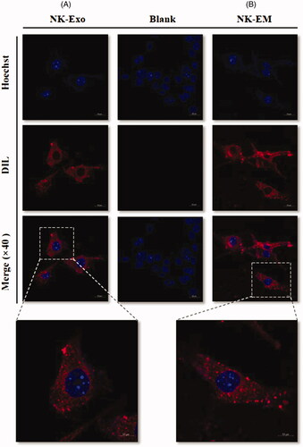 Figure 7. Trafficking of NK-Exo and NK-EM in cancer cells. DiD-labelled NK-Exo (A) and NK-EM (B) were used to treat D54/F cells, and confocal laser microscopy images were obtained. The scale bar denotes 20 and 10 µm, respectively.