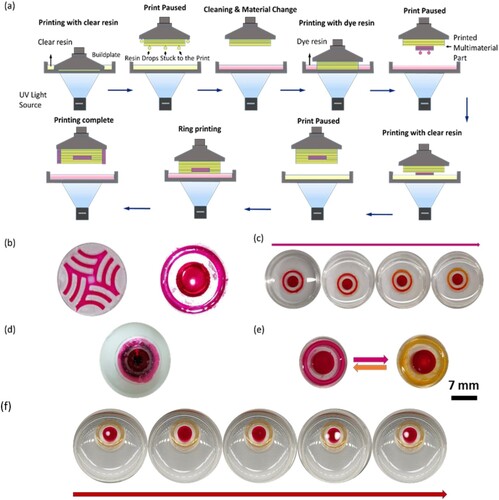 Figure 8. 3D printing multimaterial and multifunctional lenses. (a) Multimaterial 3D printing schematic. (b) 3D printed samples using multi-material techniques. (c) The sample dipped in a buffer of pH 10. (d) The sample fixed on an eye model. (e) Lens imaged in between the opposite pH limits. (f) Leeching test of multimaterial lens in tear-like solution (Renu).