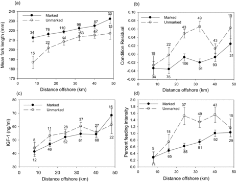 FIGURE 8. Means (±SE) for the relationship between capture site distance from shore (km) and the (a) mean FL, (b) body condition residual (condition index), (c) insulin-like growth factor 1 (IGF-1), and (d) percent feeding intensity for hatchery (filled circles) and unmarked (open circles) steelhead juveniles. Distances offshore were rounded to the nearest 8-km station for ease of visualizing the patterns. Sample sizes of hatchery and unmarked fish are shown above or below the symbols.