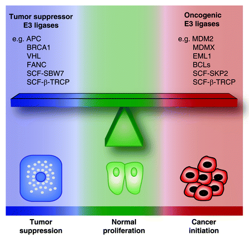 Figure 5. The balance of oncogenic vs. tumor suppressor E3 ubiquitin ligases. The activities of oncogenic vs. tumor suppressor E3 ligases are in equilibrium to maintain cells in a normal state. Tipping the balance in one direction or the other can be critical for determining whether a cell under oncogenic stress will undergo tumor suppression or neoplastic transformation.