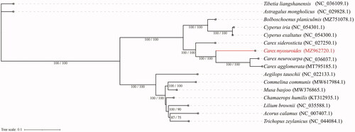 Figure 1. Phylogenetic relationships among 16 complete chloroplast genomes. Branch scores are given as (SH-aLRT value/ultrafast bootstrap value). The analyzed species are shown with the corresponding GenBank accession numbers in parentheses.