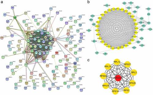 Figure 4. Protein-protein interactions of genes in the opposite module. (a) The image of PPI of genes in the opposite module. (b) The predicted genes cluster based on MCODE of cytoscape. (c) Top 10 hub genes predicted with ‘degree’ method of cytoscape
