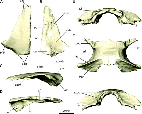 FIGURE 7. Left frontal and parietal of Erlikosaurus andrewsi (IGM 100/111). Left frontal in A, dorsal, B, ventral, C, lateral, and D, medial views. Parietal in E, rostral, F, dorsal, and G, caudal views. Abbreviations: a.f, frontal articulation; a.ls, laterosphenoid articulation; a.n, nasal articulation; a.pa, parietal articulation; a.po, postorbital articulation; a.prf, prefrontal articulation; a.soc, supraoccipital articulation; cc, crista cranii; cer, impression of cerebral hemispheres; lac, lambdoidal crest; ob, impression of olfactory bulbs; orb, orbital cavity; orbm, orbital margin; pop, postorbital process; sqp, squamosal process; stf, supratemporal fenestra; vr, ventral ridge.