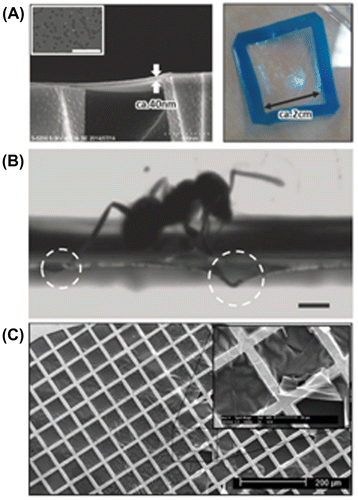 Figure 8. (a) SEM (left) and photography (right) of robust PEI/PCGF nanomembranes with a thickness of ~40 nm on a porous polycarbonate support and in freestanding condition respectively. Reprinted with permission from Fujikawa et al. [Citation61]. (b) Photograph of an ant walking on a PDMS membrane with a thickness of ca. 90 nm. Reprinted with permission from Kang et al. [Citation62] Copyright 2013 WILEY-VCH Verlag GmbH & Co. KGaA, Weinheim. (c) SEM image of a 10 nm thick CMP nanomembrane transferred onto a transmission electron microscopy grid. Reprinted with permission from Lindemann et al. [Citation66] Copyright 2014 American Chemical Society.