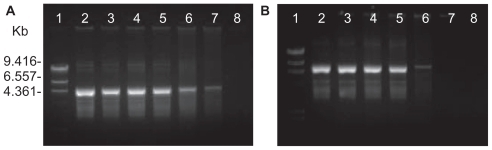 Figure 1 Gel retardation analysis of (A) poly-L-arginine (PLA)/DNA complexes and (B) PLA-coated liposomes (PCL)/DNA complexes: lane 1, λHind III DNA marker; lane 2, pEGFP-C2 plasmid; lanes 3–8, carrier/DNA complexes at weight ratios of 0.001, 0.005, 0.01, 0.05, 0.1, and 0.5, respectively.