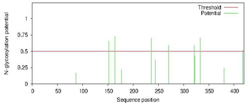 Figure 7. Predicted N-glycosylation using NetNglyc version 1.0. High glycosylation potentials were predicted at positions 164, 236 and 333 with a potential of 0.7250, 0.7037 and 0.7048, respectively. Minimum threshold = 0.5.