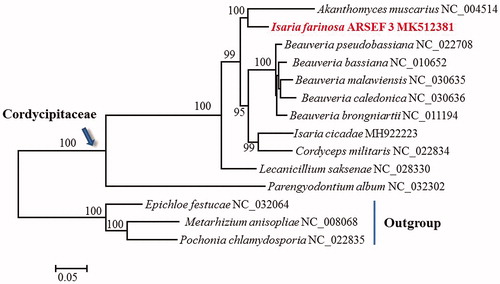 Figure 1. Phylogenetic analysis of Cordycipitaceae species based on 13 mitochondrial protein-encoding genes. Concatenated nucleotide sequences of atp6, atp8, atp9, cob, cox1, cox2, cox3, nad1, nad2, nad3, nad4, nad4L, and nad6, a total of 10,272 characters, were used. The gene nad5 was excluded due to its significant phylogenetic conflict with cox1 and nad3. Three Clavicipitaceae species (Epichloe festucae, Metarhizium anisopliae, and Pochonia chlamydosporia) were used as outgroups. The tree was constructed using the maximum likelihood approach as implemented in RAxML. Support values were given for nodes that received ≥70% bootstrap values.