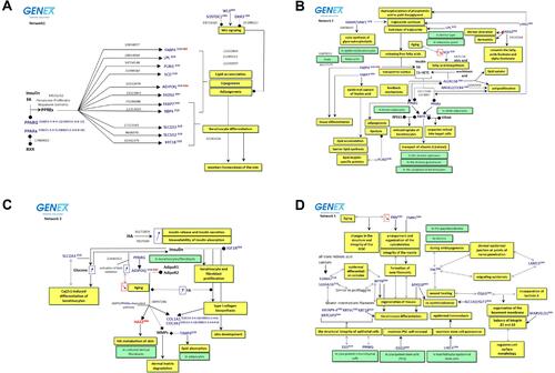 Figure 4 Identified gene networks involved in response to VYC-12L treatment. Functional networks were generated using PredictSearch®. The functional correlation is based on the Fisher test that allows statistical co-citation analysis of annotated key words in order to define relationships between genes, biological processes and concepts, metabolites, diseases, and tissues/cells/organs. (A) Network 1 illustrates the treatment-related induction of genes involved in the balance between WNT signaling and PPARs activation during adipogenesis and maintenance of skin homeostasis. (B) Network 2 shows treatment-related induction of gene networks involved in lipogenesis. (C) Network 3 shows treatment-related stimulation of adiponectin and its role in the synthesis and maintenance of the dermal matrix. (D) Network 4 shows treatment-related induction of an extracellular matrix network and stem cell regulation during cell differentiation and tissue regeneration. Blue text indicates genes upregulated by treatment; red text indicates genes downregulated by treatment. Superscript D28 and D84 reflect month 1 and month 3, respectively, time points where treatment-associated modulation occurred. Yellow boxes indicate biological activity; green boxes indicate cellular content.