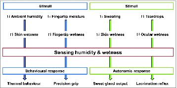 Figure 1. Schematic representation of human behavioral and autonomic adaptations underpinned by the ability to sense humidity and skin wetness. With regards to behavioral responses, variations in ambient humidity and fingertip moisture influence the degree of skin and fingertip wetness; by sensing these changes, humans consciously adapt their thermal behavior and precision grip. With regards to autonomic responses, variations in sweat production and amount of teardrops influence the degree of skin and ocular wetness; by sensing these changes, the body adjust sweat glands’ output and lacrimation via reflex mechanisms.