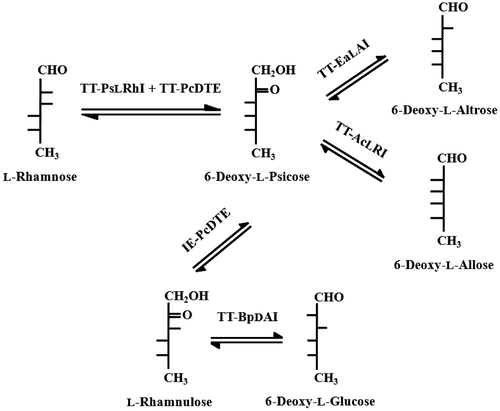 Scheme 1. Overall procedures for the production of 6-Deoxy-l-glucose, 6-Deoxy-l-altrose, and 6-Deoxy-l-allose.Note: 6-Deoxy-l-psicose was prepared in a one-pot reaction by means of TT-PsLRhI and TT-PcDTE activities. Purified 6-deoxy-l-psicose was further epimerized by IE-PcDTE to produce l-rhamnulose. 6-Deoxy-l-glucose was produced from l-rhamnose via l-rhamnulose by TT-BpDAI. 6-Deoxy-l-altrose and 6-deoxy-l-allose were produced from l-rhamnose via 6-deoxy-l-psicose by TT-EaLAI and TTAcLRI, respectively.