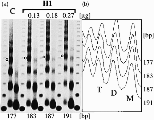 Figure 17. Gradual increase of NRL by histone H1. (a) Chromatin was assembled in histone depleted embryo extracts complemented with core histones and the indicated amounts of histone H1. (b) Plot profile of the first lane of each MNase digestion in (a). Peaks of mono- (M), di- (D) and tri-nucleosomes (T) are indicated. Adapted from Blank and Becker Citation(1995).