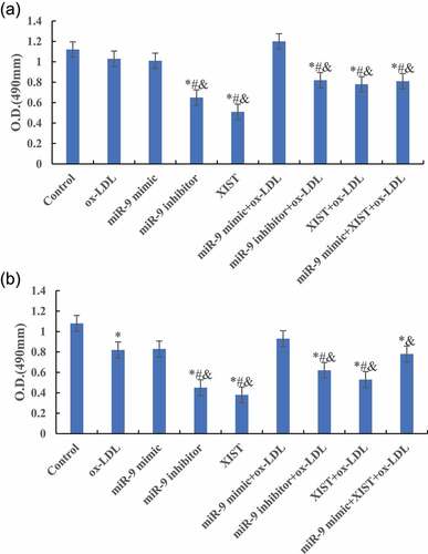 Figure 3. Changes of cells proliferation activity in groups at different treatment time (Figure A was 6 h after treatment. Figure B was 12 h after treatment. Figure C was 24 h after treatment. Figure D was 48 h after treatment. Compared with normal control group, * P < 0.05. Compared with ox-LDL, # P < 0.05. Compared with ox-LDL + miR-9 mimic, & P < 0.05. Compared with ox-LDL + lncRNA XIST, ^ P < 0.05).