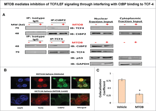 Figure 7. MTOB mediates inhibition of TCF/LEF signaling through interfering with CtBP binding to TCF-4. (A) Physical interaction between TCF4 and CtBP2 proteins using reciprocal co-immunoprecipitation with anti-CtBP2 and anti-TCF4 antibodies in nuclear extract derived from spheroids, which is readily abrogated by MTOB treatment. p53 and GAPDH served as loading controls for nuclear and cytoplasmic fractions respectively. (B) Immunofluorescence confocal (IFC) microscopy analyses of spheroids cells incubated with fluorophore conjugated secondary antibodies against anti-CtBP2 (FITC-green) and anti-TCF4 (PE-red) showing nuclear colocalization between the 2 molcules which is decreased upon MTOB (1 mM) treatment. (C) Quantitative analysis of IFC microscopy images demonstrates decreased colocalization in MTOB treated samples. All the experiments were carried out in HCT-116 cells. Error bars represent ±1 SEM. *P < 0.05