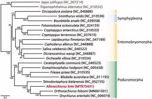 Figure 1. Phylogenetic analysis of Allonychiurus kimi and an additional 18 springtails performed using the maximum-likelihood method based on the nucleotide sequences of 13 protein-coding gene sequences. The bootstrap support values are indicated on each node.