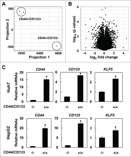 Figure 2. KLF5 is significantly upregulated in CD44+/CD133+ cells. RNA sequence was performed using sorted Huh7 cells. Results of principal component analysis (A) and volcano plot (B). (C) Expression levels of CD44, CD133 and KLF5 were validated by real-time RT-PCR in Huh7 and HepG2 cells (* P < 0.05 vs. CD44−/CD133− cells).