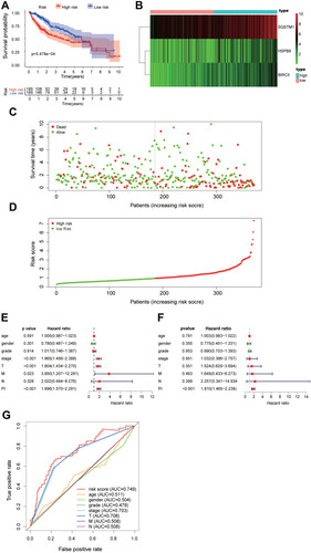 Figure 8 The autophagy-related risk signature prognostic index (PI) and prediction ability of HCC patients. (A) The K-M plot representing that the high-risk group had shorter OS than the low-risk group. (B) The heatmap showing the three signature genes expression levels of patients in the low-risk group and high-risk group. (C) The survival time of patients in the TCGA dataset. (D) The number of patients in the two groups ranked by the risk score. (E) The univariate Cox regression analysis of the three genes and clinicopathologic features. (F) The multivariate Cox regression analysis of the three genes and clinicopathologic features. (G) The ROC analysis of the autophagy-related risk signature and the clinicopathologic features.