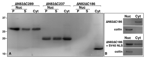 Figure 4 The NTD is required for nuclear localization. The expression of HA-tagged hnRNP G mutant proteins in Xenopus oocytes was monitored by western blot analysis, using the mAb 3F10 antibody. (A) Three representative examples are presented here. Except for ΔN82ΔC186, which lacks the NTD, proteins were found distributed between the cytoplasm and the nucleus (also see Suppl. Fig. 2 for wild-type hnRNP G and the other mutants used in this study). Within the nucleus, proteins were found associated with the organelle pellets (P) containing the LBcs and the soluble nucleoplasmic compartment (S). Proteins from 10 nuclei (organelle and nucleoplasmic fractions) and five cytoplasms, were used. Molecular masses are in kiloDaltons. (B) Comparison of the subcellular distribution of ΔN82ΔC186 and NLs + ΔN82ΔC186. While the expressed ΔN82ΔC186 is restricted to the cytoplasmic compartment, the addition of an NLS results in its nuclear accumulation. coilin, which was detected using the mab H1 antibody, was used here as a control protein that is exclusively nuclear. Proteins from 10 whole nuclei and five cytoplasms were used.