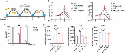 Figure 4. A2AR knock-out released CAR-T cells from exhaustion induced by adenosine. (a) Scheme of repetitive tumor challenge assay. (b) Proliferation of AKO and P4 cells after repetitive tumor challenge in the presence of CADO. (c) Specific lysis by AKO and P4 cells after three rounds of CRL5826 challenge in the presence of CADO. (d) Immune checkpoint gene expression of AKO and P4 cells after three rounds of CRL5826 stimulation in the presence of CADO. *P < .05; **P < .01; ****P < .0001 were determined by two-way ANOVA test. Data were represented as mean ± s.d. of three technical replications per assay. The assays were repeated three times in (b–c) and two times in (d).