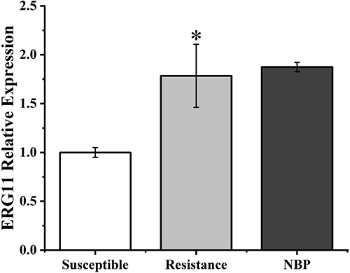 Figure 6 Effect of NBP on the expression of CT20 ERG11 gene (*P<0.05, compared to the susceptible group).