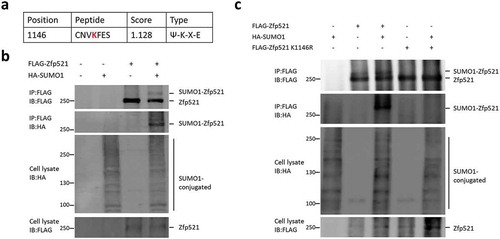 Figure 1. Zfp521 was modified by SUMO1 on lysine 1146. (a) Potential SUMO modification site in Zfp521 was predicted by SUMOsp 2.0 software. (b) Zfp521 SUMOylation status was measured by immunoprecipitation (IP) and immunoblotting (IB) after co-transfection of HEK293T cells with HA-SUMO1 and FLAG-Zfp521. (c) Zfp521 SUMOylation status was detected by IP and IB after co-transfection of HEK293T cells with HA-SUMO1, FLAG-Zfp521 or Zfp521-K1146R mutant.