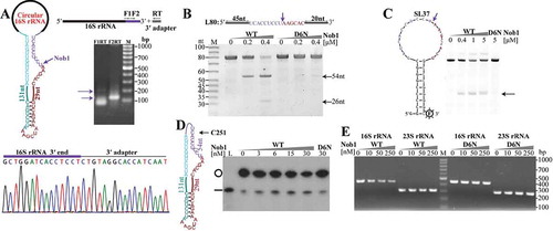 Figure 4. The endoribonuclease Nob1 mediates the linearization of circular pre-16S rRNA intermediate. (a) 3′-RACE determined the mature 3′ end of 16S rRNA. A diagram shows the circular pre-16S rRNA intermediate (left upper panel) with the precursor sequence in the same colour as in Fig. 3. Using a procedure depicted in the upper right panel, the nested PCR products of 3′-RACE were detected by agarose gel electrophoresis and sequenced (lower panel). (b–d) The endoribonucleolytic activity of Mpy-Nob1 was assayed on the RNA substrates of a linear RNA L80 (b), a circular-like RNA SL37 (c), and an actual circular RNA C251 (d). Diagrams display the three RNA substrates as described in Materials and methods. Incubation of gradient concentrations of Mpy-Nob1 as indicated with 0.2 μM L80 (B) and 0.2 μM SL37 substrates (C) respectively and the cleavage products (black arrows) were run on 10% urea-PAGE, while C251 (black circle, 3 nM) and the cleavage products were analysed on a 6% urea-PAGE with L251 substrate as control (D, lane L, black line). The D6N mutant was included in the three substrate cleavage assays. M, low molecular weight marker (10–100 nt). (e) Circular pre-16S rRNA in total RNA was linearized by Nob1. Total cellular RNA was incubated with the indicated concentrations of Mpy-Nob1. After incubation for 30 min, ligation-omitted cRT-PCR was performed using the same approach as in Fig. 3B. Agarose gel displays the PCR products of circular pre-16S and pre-23S rRNAs. M in (A) and (E), 100 bp DNA ladder marker showing the migration of PCR products.