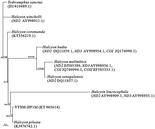 Figure 1. Maximum-likelihood and Bayesian trees based on the GTR + I + G model of eight species in Halcyon using partial available genes. The phylogenetic tree was rooted using Todiramphus sanctus. Our sample was YTSM-HP1M. Values of bootstrap percentage were computed in ML trees (first numbers) and posterior probability (second numbers) in BI trees were shown for the key node more than 0.60. ‘‘–” mean that the bootstrap value was less than 50%. The GenBank accession number of the mitogenome of each species was listed following the species name.