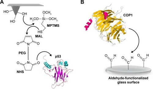 Figure 1 Schematic representation of the surface chemistry used to covalently bind p53 and COP1 to AFM tips and substrate, respectively.Notes: (A) p53 protein was linked to the AFM tip through the −NH2 groups of lysines exposed on the protein surface after the tip functionalization with MPTMS and NHS-PEG-MAL crosslinker. (B) COP1 protein was immobilized over the aldehyde-functionalized glass surface by randomly targeting amino groups of lysine residues exposed on the protein surfaces.Abbreviations: AFM, atomic force microscopy; COP1, constitutive photomorphogenesis protein 1; MPTMS, 3-mercatopropyl-trimethoxysilane; NHS-PEG-MAL, N-hydroxysuccinimide-polyethyleneglycol-maleimide.