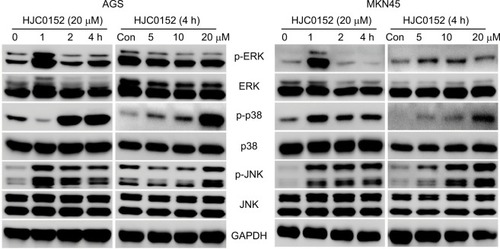 Figure 7 The effects of HJC0152 on MAPK pathway mediators.Notes: Western blots showing the expression levels of p-ERK, ERK, p-p38, p38, p-JNK, and JNK in protein samples of the AGS (left) and MKN45 (right) cells treated with 20 µM HJC0152 of varying time duration (0, 1, 2, and 4 hours) or with different concentrations of HJC0152 (0, 5, 10, and 20 µM) for 4 hours. GAPDH was used as the internal control. Western blot analysis was used to evaluate. Three independent experiments were performed.Abbreviations: ERK, extracellular signal-regulated kinase; GAPDH, glyceraldehyde-3-phosphate dehydrogenase; JNK, c-Jun N-terminal kinase.