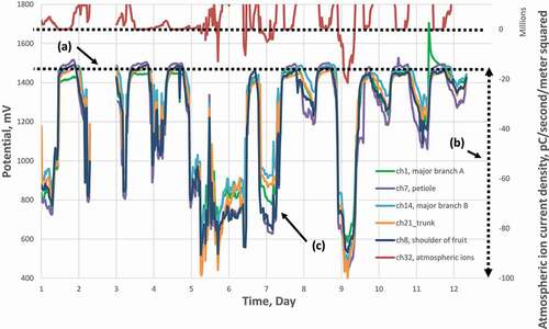 Figure 15. Soledad, CA, lemons, conventional, 1 to 12 April, 2020. (a) Potential level of widely separated parts of the plant during the ETS unactivated mode is in the order of 1450 mv relative to a zinc reference electrode in the soil. (b) ETS activation causes a consistent shift to lower potential values as great as 1000 mV, (c) Differences within the parts of the tree as high as 300 mV. These patterns suggest that in a complex plant architecture such as a lemon tree, ETS sets up a complex set of potential levels which govern nitrate movement or non-movement during activation.