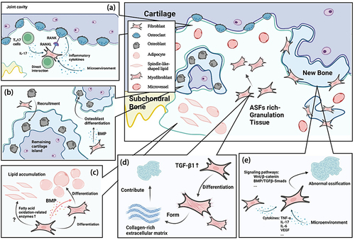 Figure 1 ASFs in AS joint remodeling. ASFs promote joint destruction at sites of cartilage and actively promote abnormal ossification by recruiting osteoblasts, differentiation into myofibroblasts or ossification directly. (a) ASFs affect osteoclasts to promote bone erosion. ASFs recruit a cohort of osteoclasts towards the joint surface and secret RANKL and inflammatory cytokines to induce the function of osteoclasts with the effect of Th17. The inflammatory environment will be the key to lead to this phenomenon. (b) ASFs affect osteoblasts to promote bone formation. Evidence suggested that ASFs recruit osteoblasts into proximity of the remaining cartilage islands and lead to bone formation. The overexpression of BMP in ASFs will facilitate the cellular differentiation of osteoblasts. (c) ASFs contribute to fat enrichment. Evidence shows that the lipid accumulation in ASF-rich tissue occasionally in the form of spindle-like–shaped lipid accumulation directly within the ASFs. ASFs also activate as myofibroblasts and differentiate into adipocyte induced by BMPs. (d) ASFs activate as myofibroblasts to form collagen-rich extracellular matrix independent of inflammation, which contribute to abnormal bone formation. (e) Direct transformation of ASFs into new bone. Considerable cell-level studies suggest that ASFs have the potential for osteogenic differentiation themselves with some signaling pathways and cytokines involved. Created with Biorender.com.