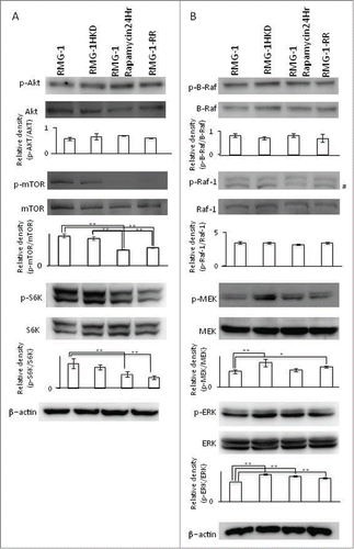 Figure 3. Western blot analyses of the signaling molecules in the PI3K (A) and Ras (B) pathways in intact RMG-1, RMG-1HKD, and RMG-1 cells treated with 100 nM rapamycin for 24 h, and RMG-1RR cells. The cells were lysed, electrophoresed, blotted onto a PVDF membrane, and hybridized with the indicated Abs. The samples were hybridized with an anti-β-actin Ab as a loading control. Densities of the bands, which were indicated below the results of Western blot analyses, were measured using Quantity One software (Bio-Rad, Hercules, CA). Statistics analyses were performed using JMP software (SAS Institute Inc..). (*: P < 0.05, **: P < 0.01). #: non-specific band for an anti-Phospho-Raf-1 antibody (#9421, Cell Signaling Technology, Danvers, MA).